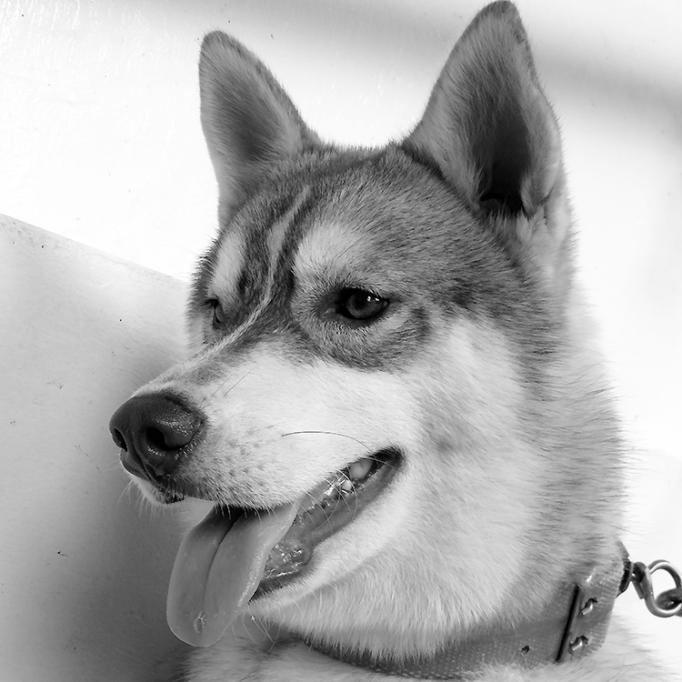 Dunno the Husky
